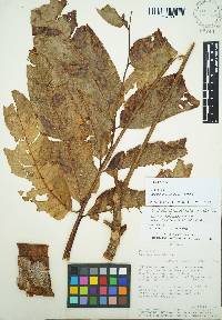 Cedrela domatifolia image