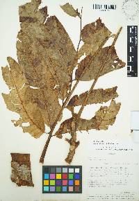 Cedrela domatifolia image