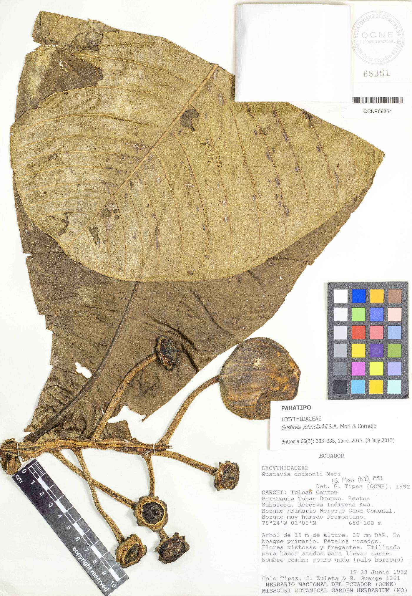 Gustavia johnclarkii image