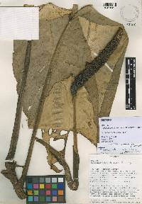 Rhodospatha brachypoda image