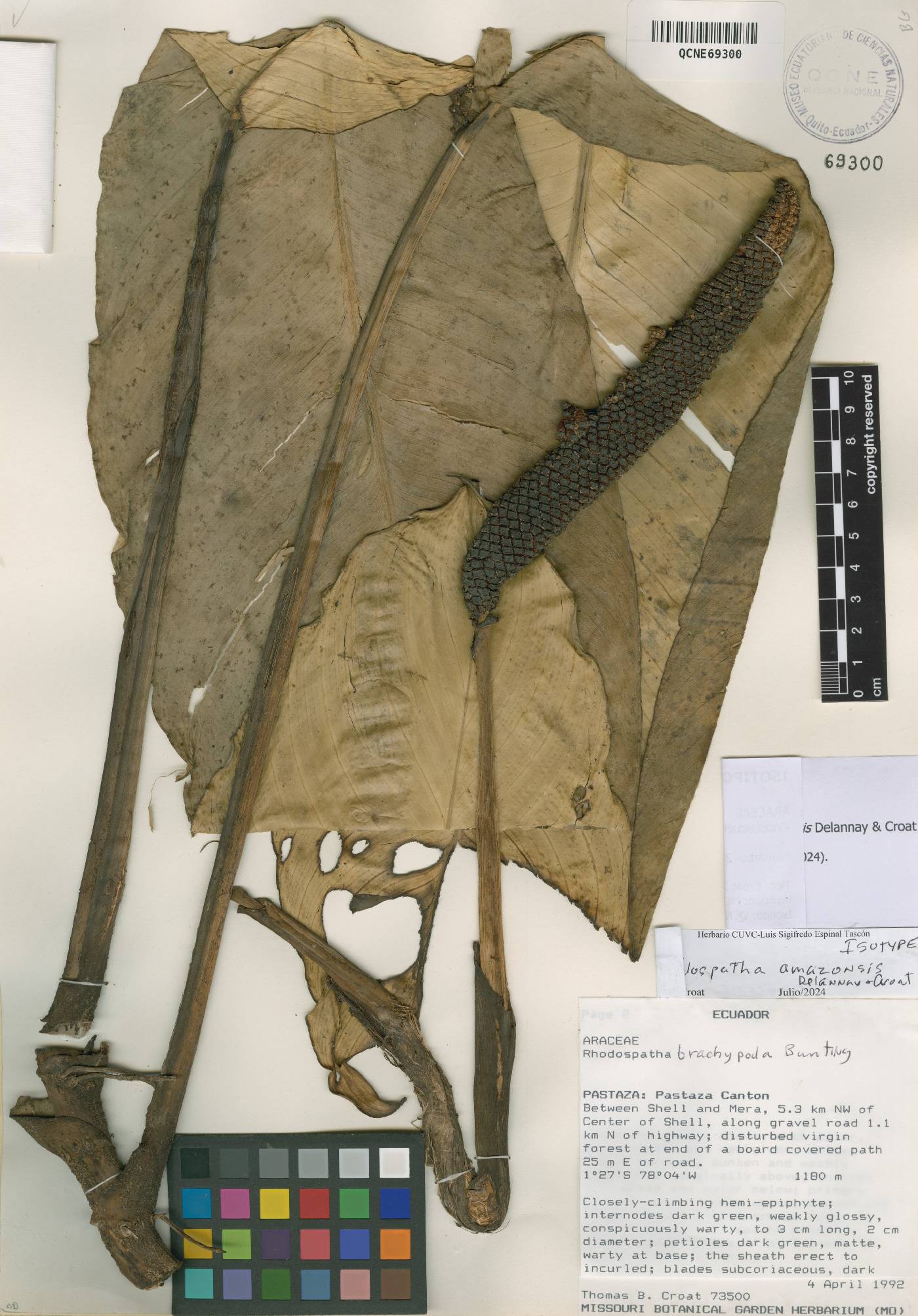 Rhodospatha brachypoda image