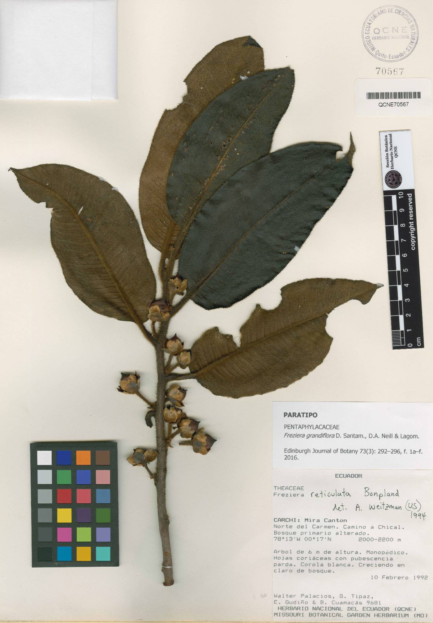 Freziera grandiflora image