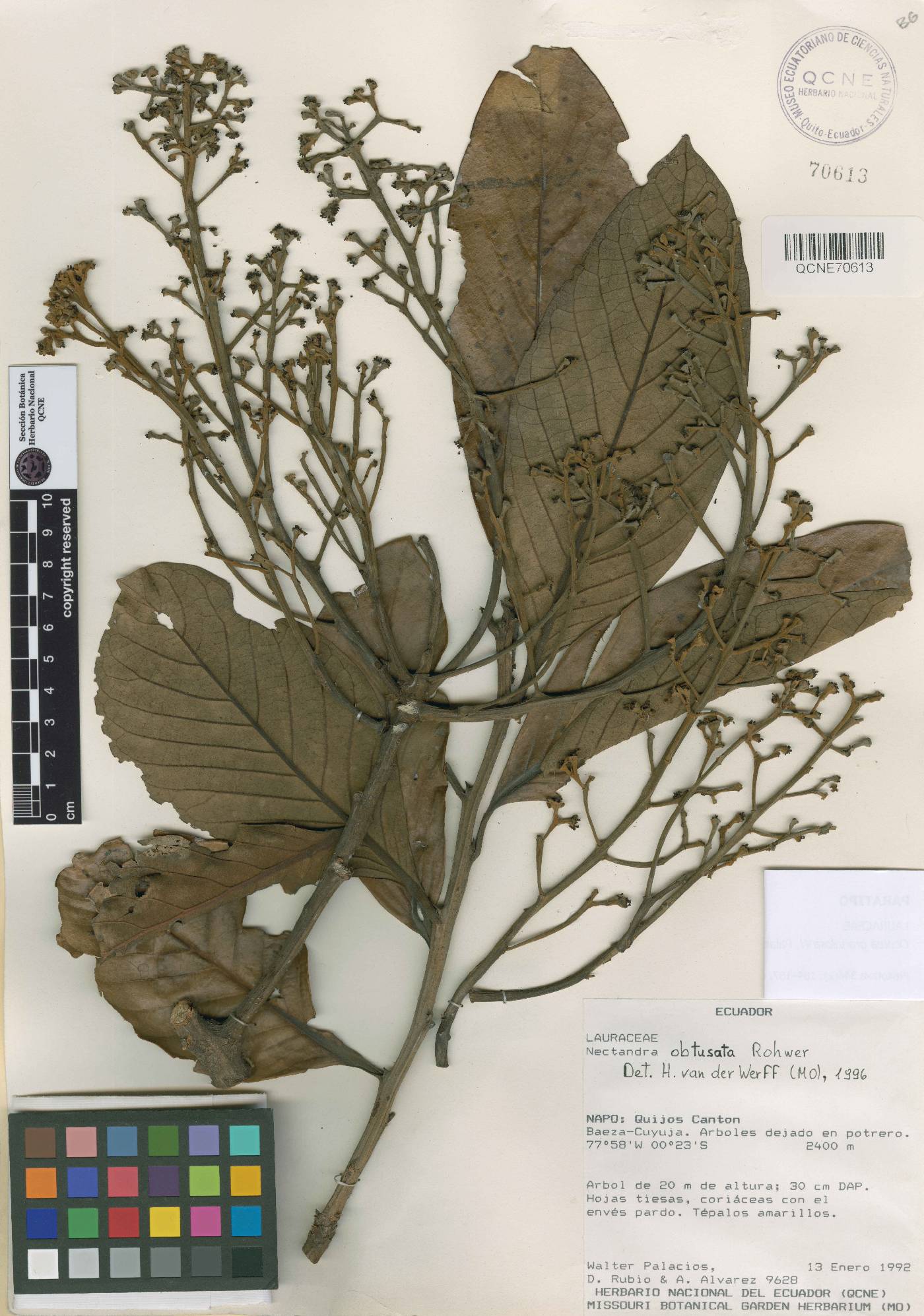 Ocotea granulosa image