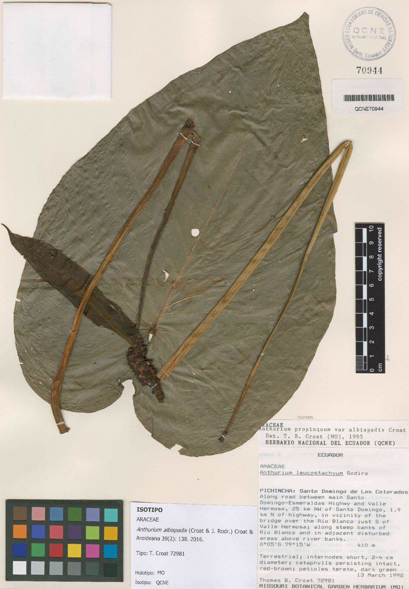 Anthurium albispadix image