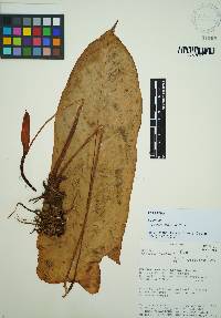Anthurium hannoniae image