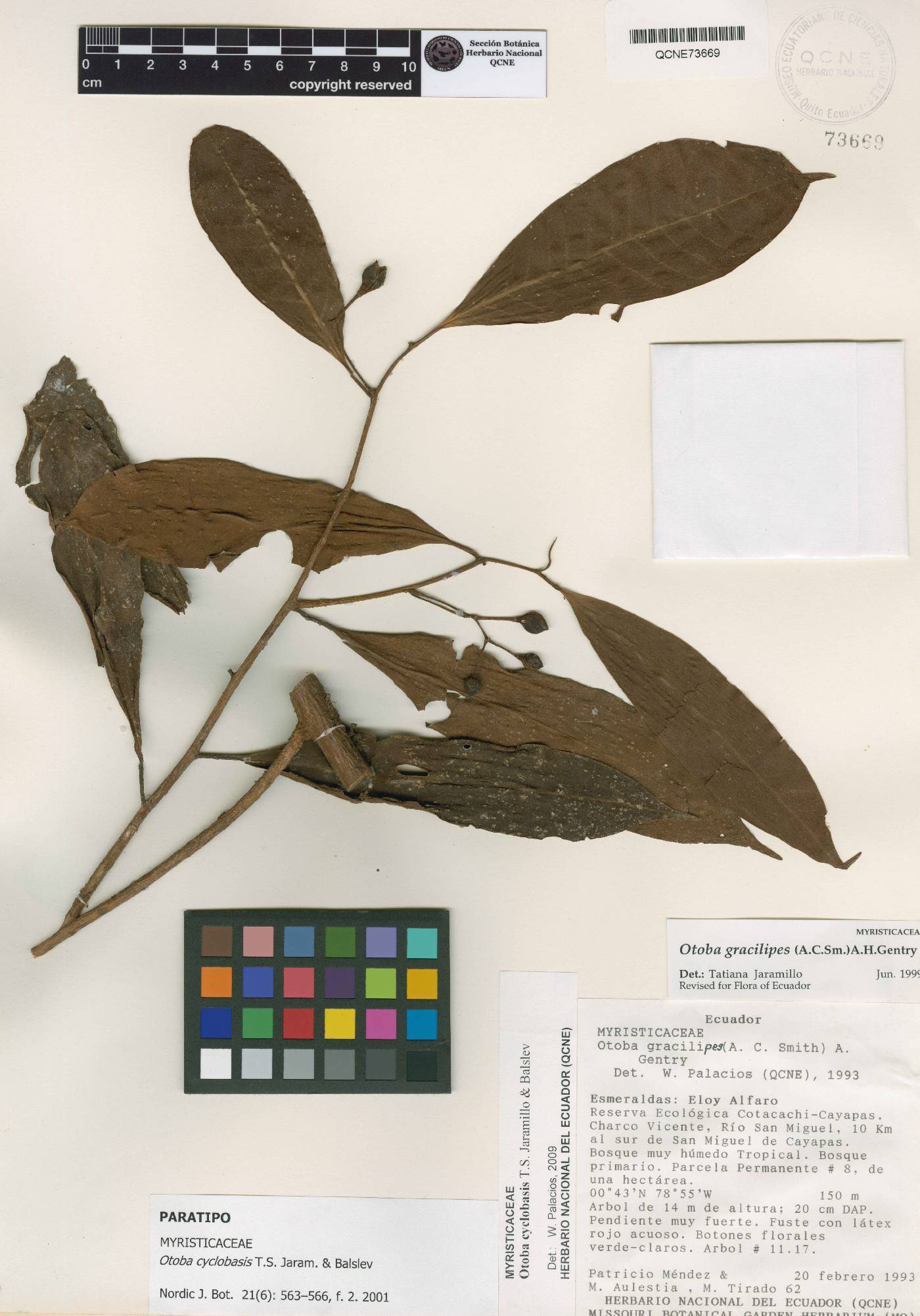 Otoba cyclobasis image