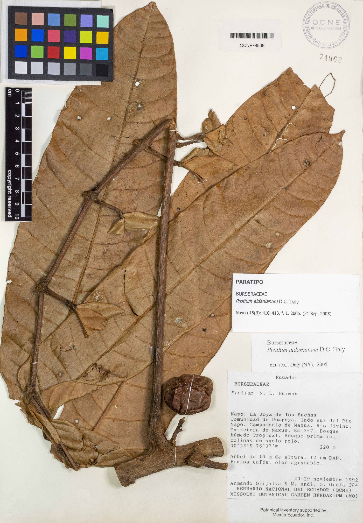 Protium aidanianum image