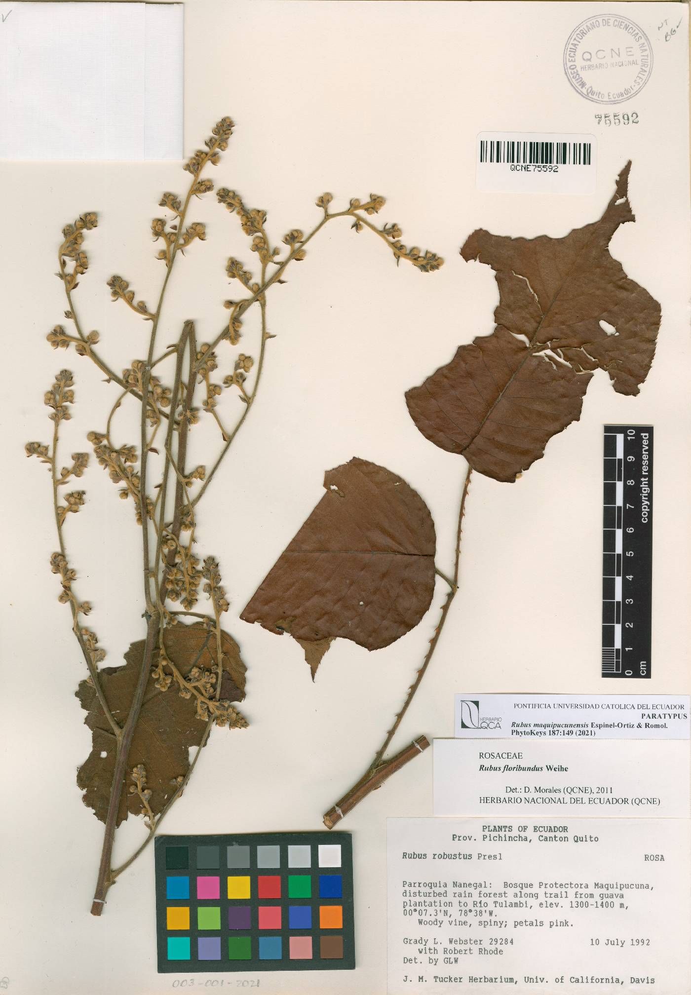 Rubus maquipucunensis image