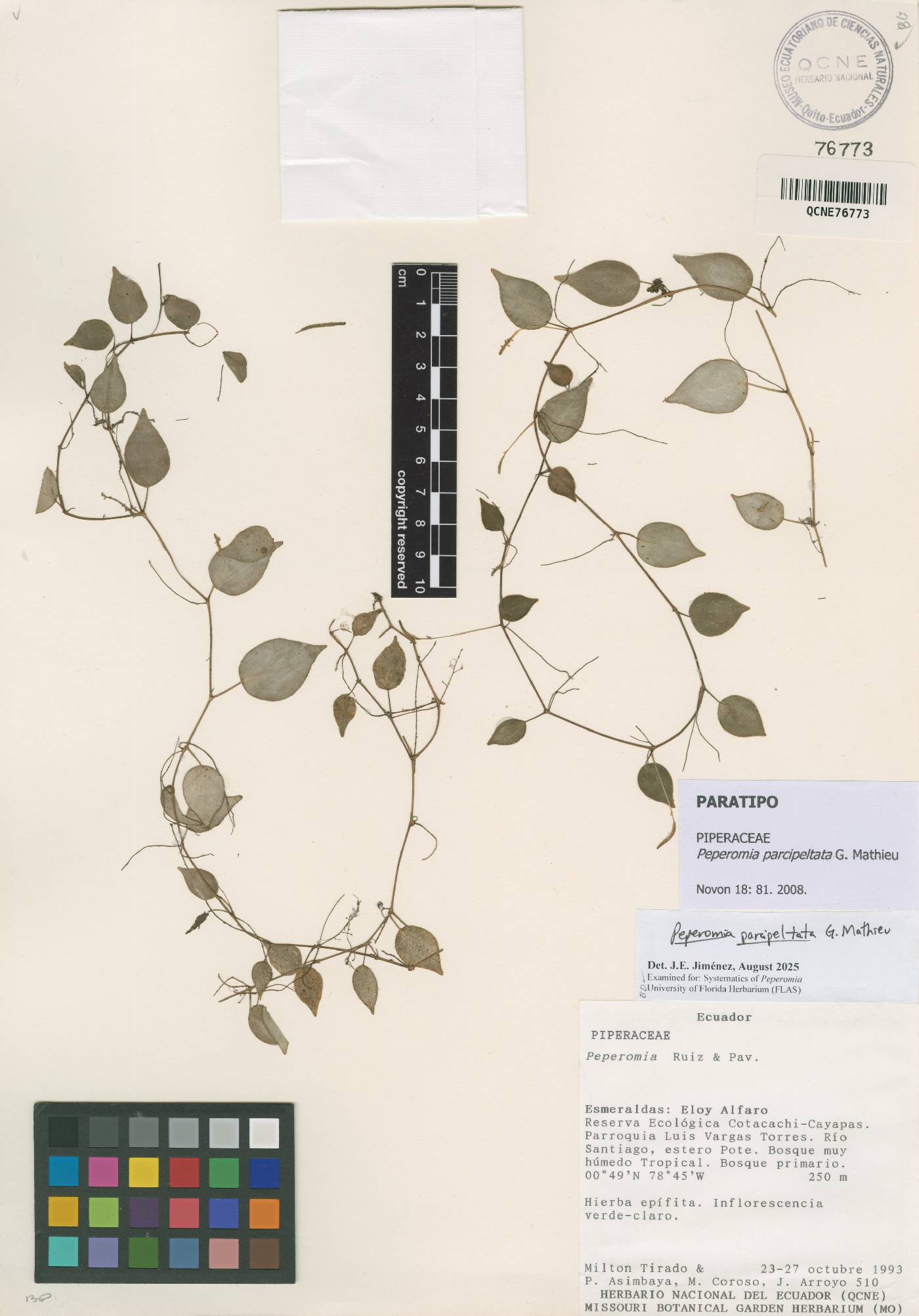 Peperomia parcipeltata image