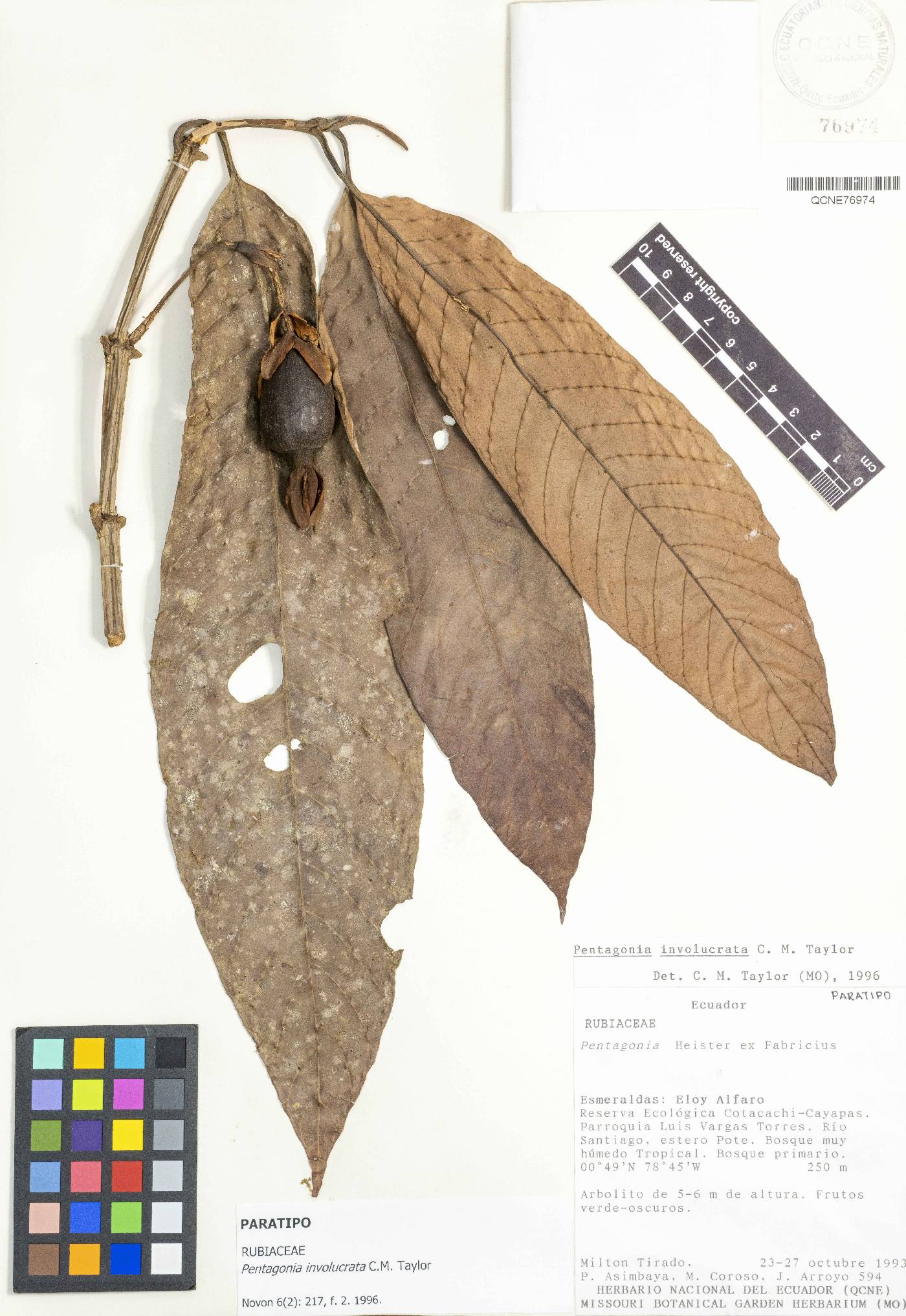 Pentagonia involucrata image