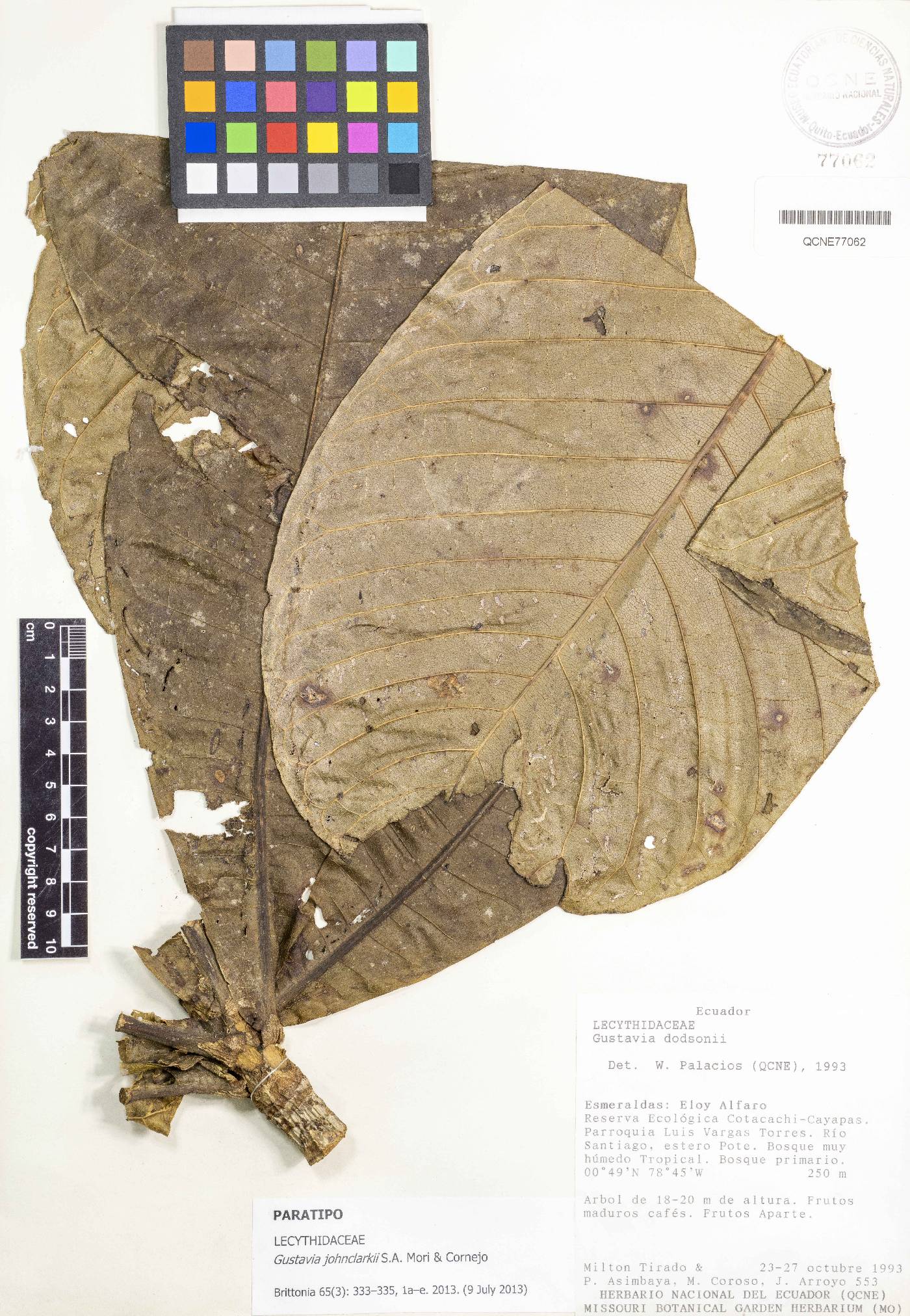 Gustavia johnclarkii image