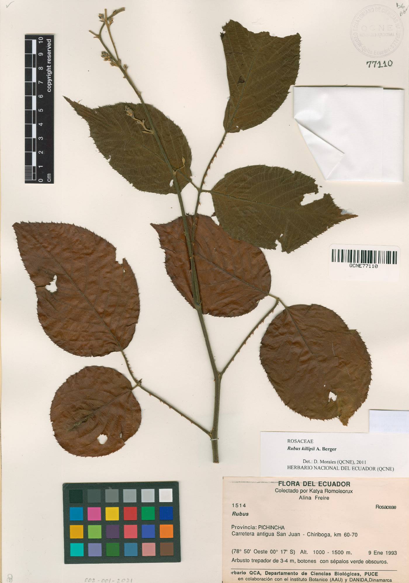 Rubus maquipucunensis image