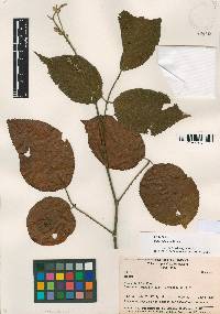 Rubus maquipucunensis image