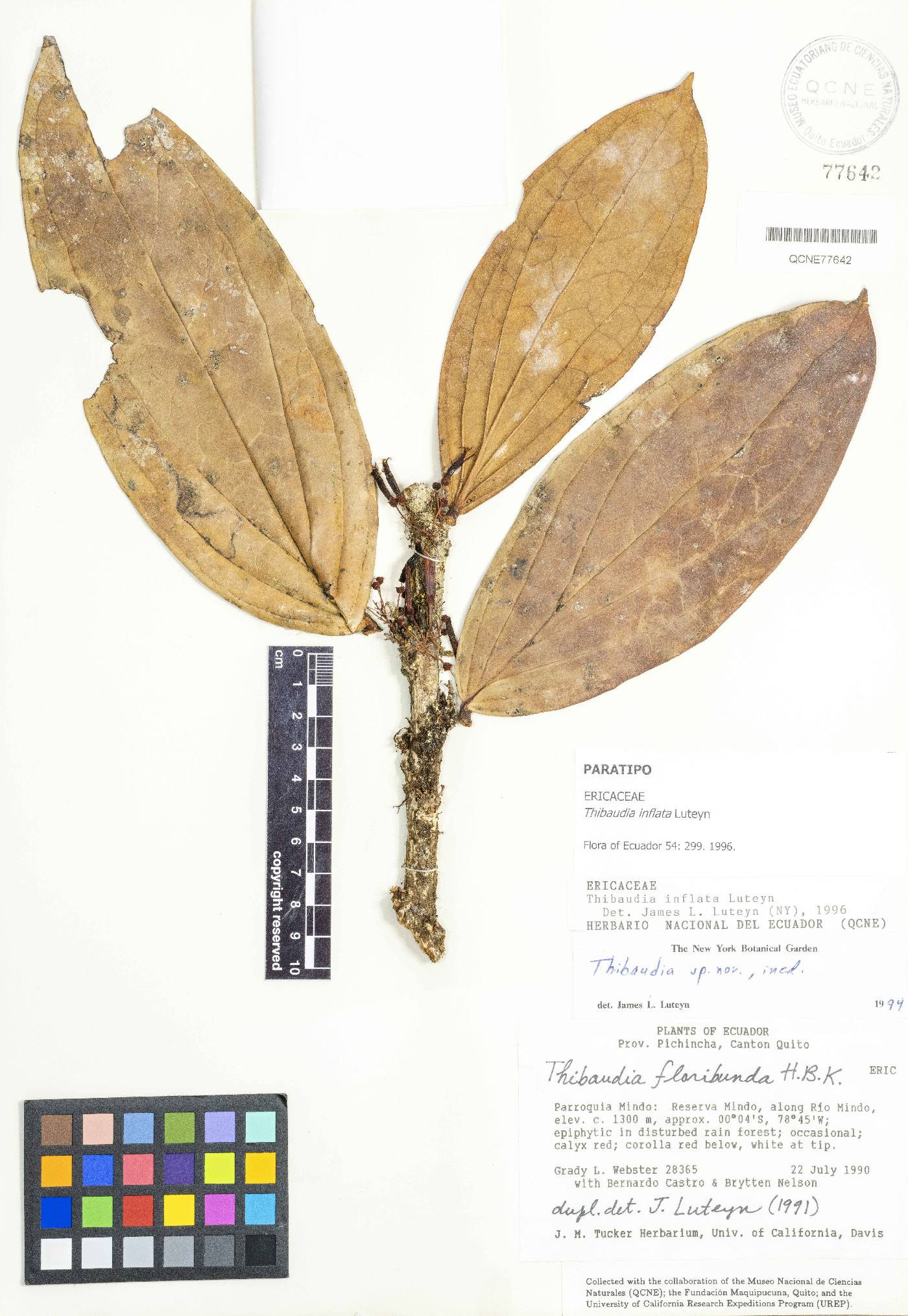 Thibaudia inflata image