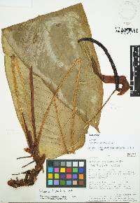 Anthurium hannoniae image