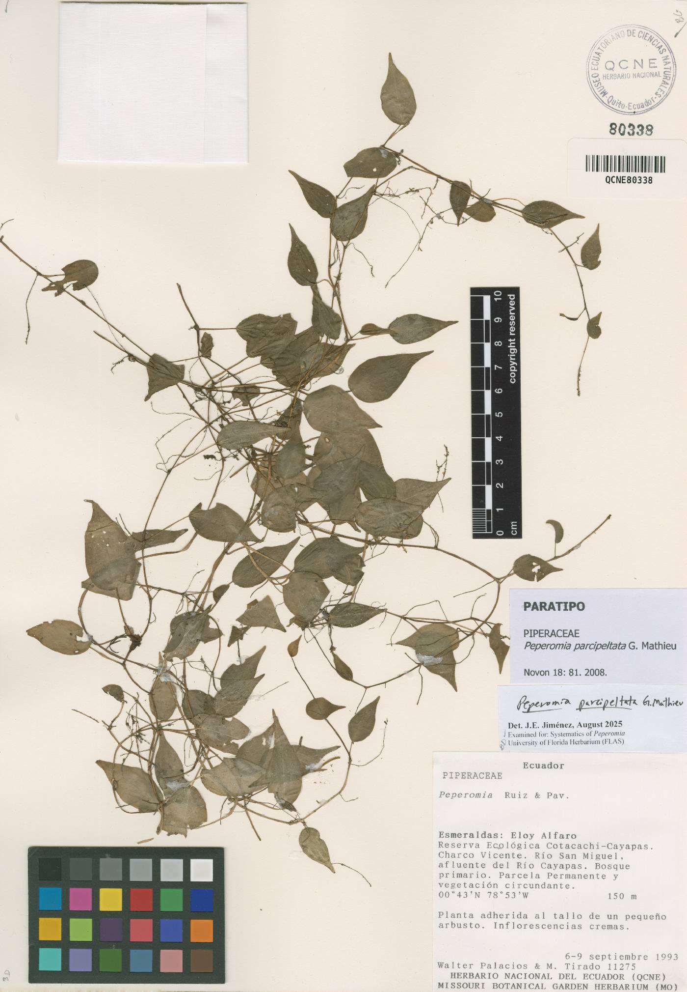 Peperomia parcipeltata image