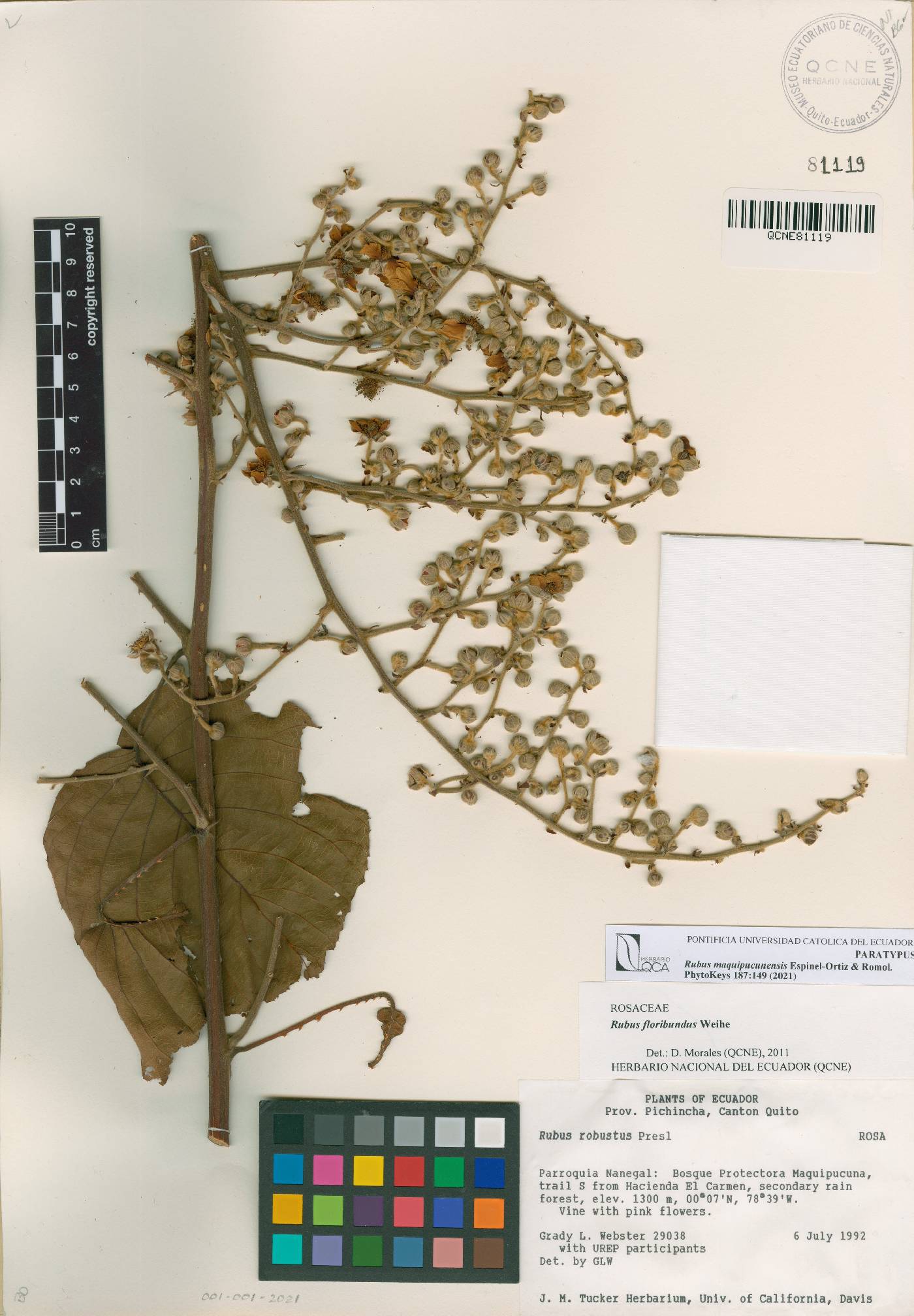 Rubus maquipucunensis image