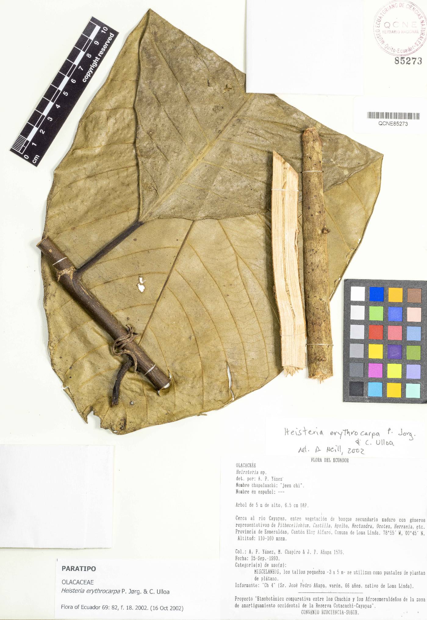 Heisteria erythrocarpa image