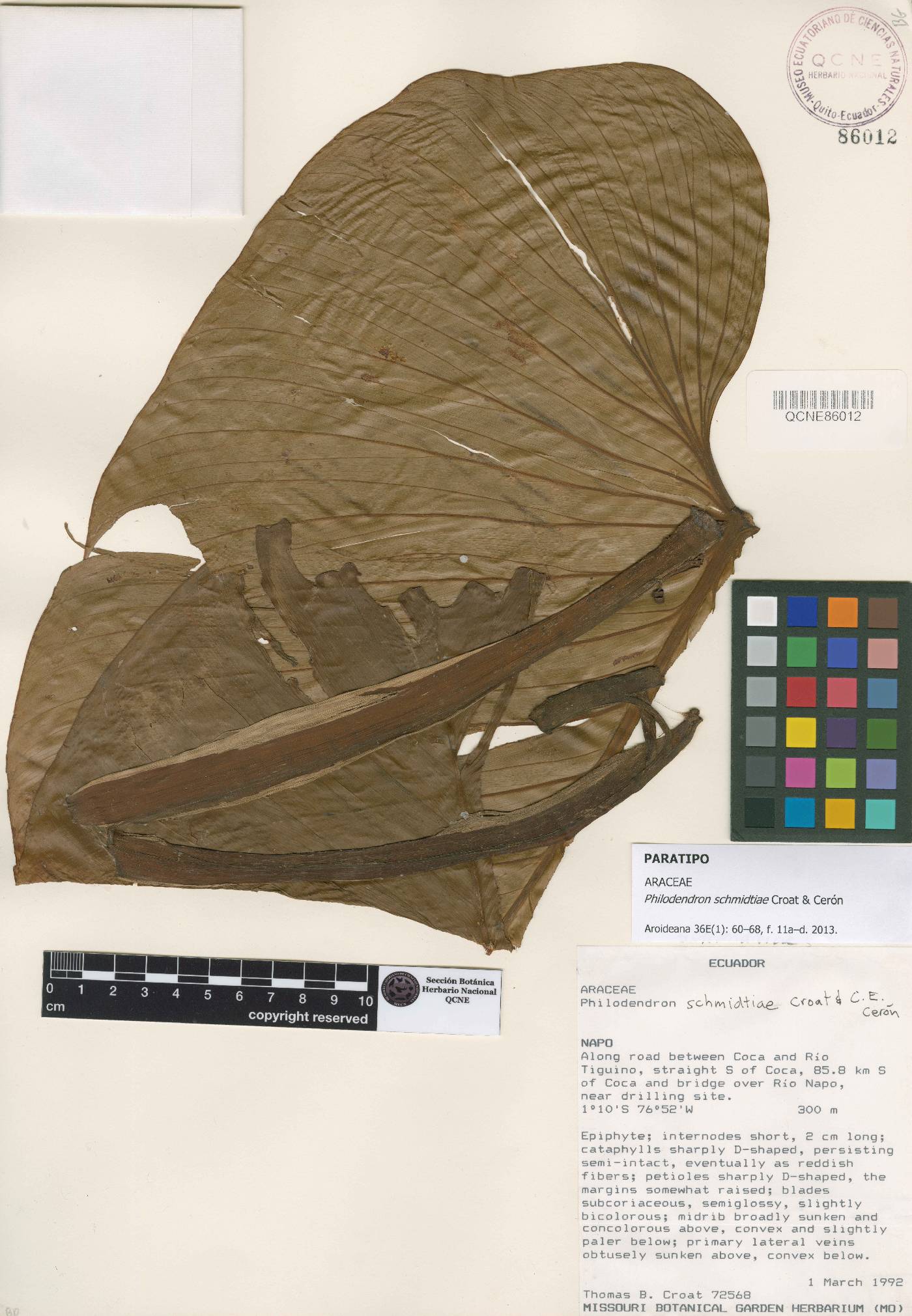 Philodendron schmidtiae image