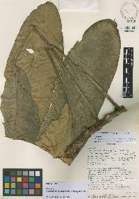 Rhodospatha brachypoda image