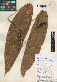 Anthurium kinsingeriae image