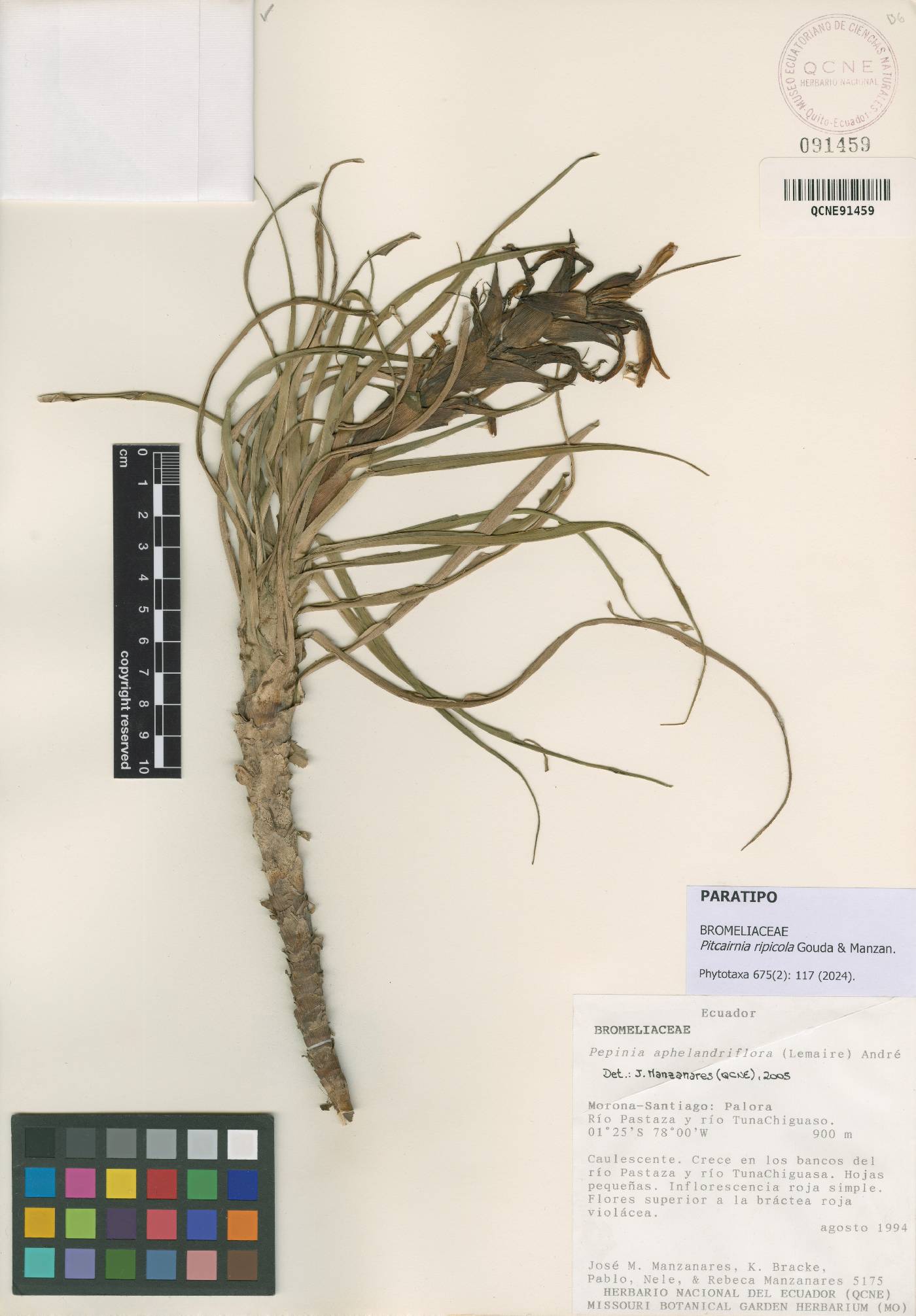 Pitcairnia image