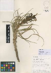 Pitcairnia aphelandriflora image