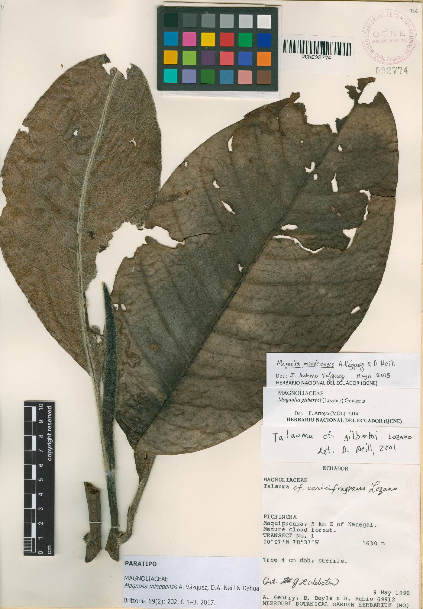 Magnoliaceae image