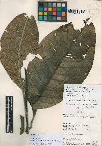 Image of Magnolia mindoensis