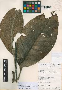 Magnolia mindoensis image