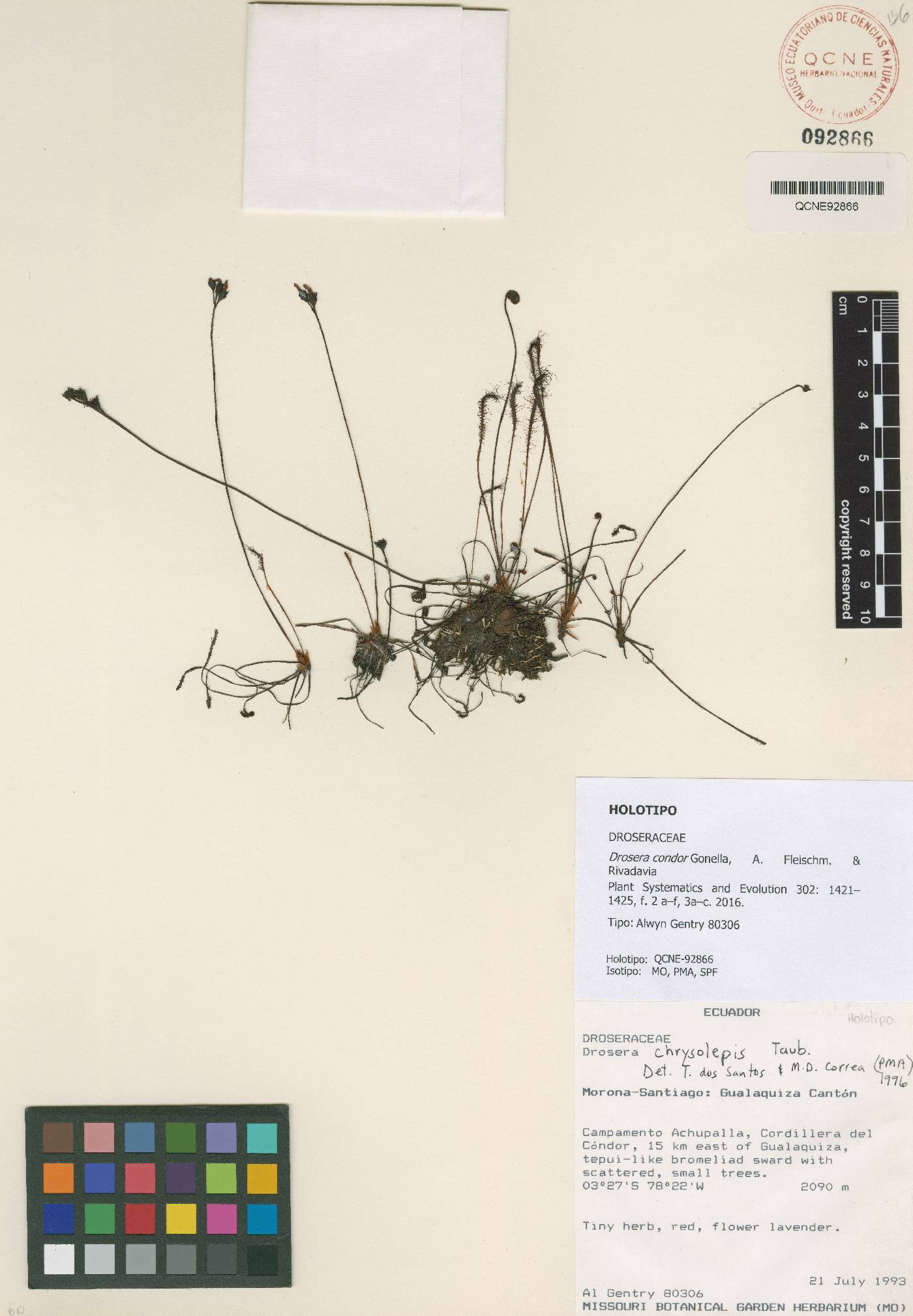 Drosera condor image