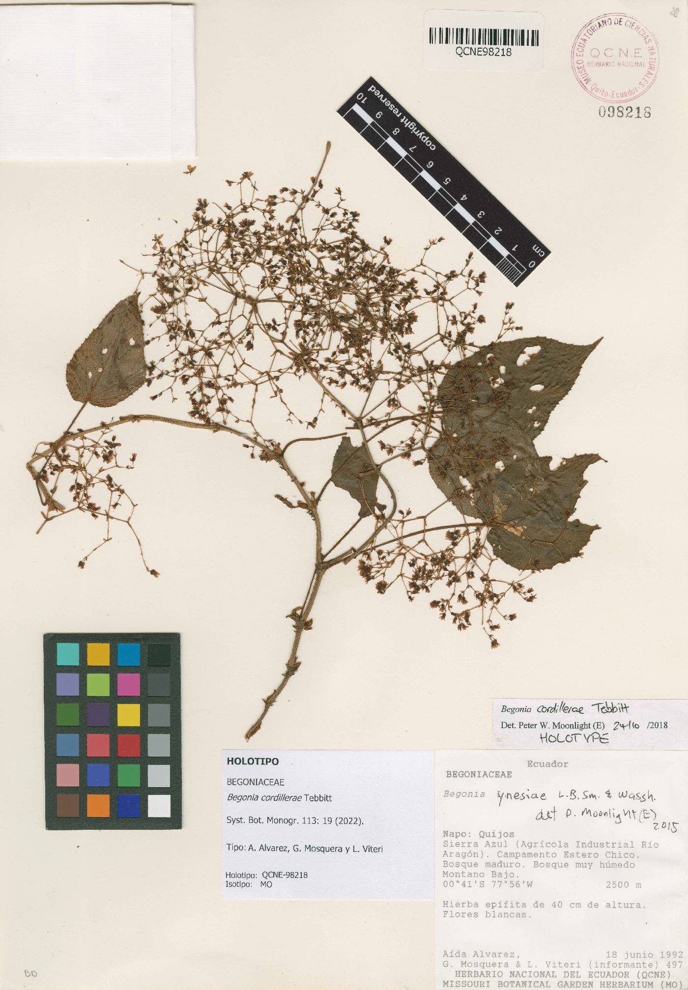 Begonia cordillerae image