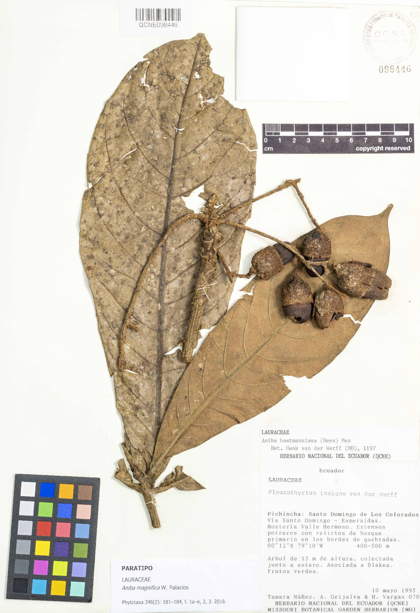 Aniba magnifica image