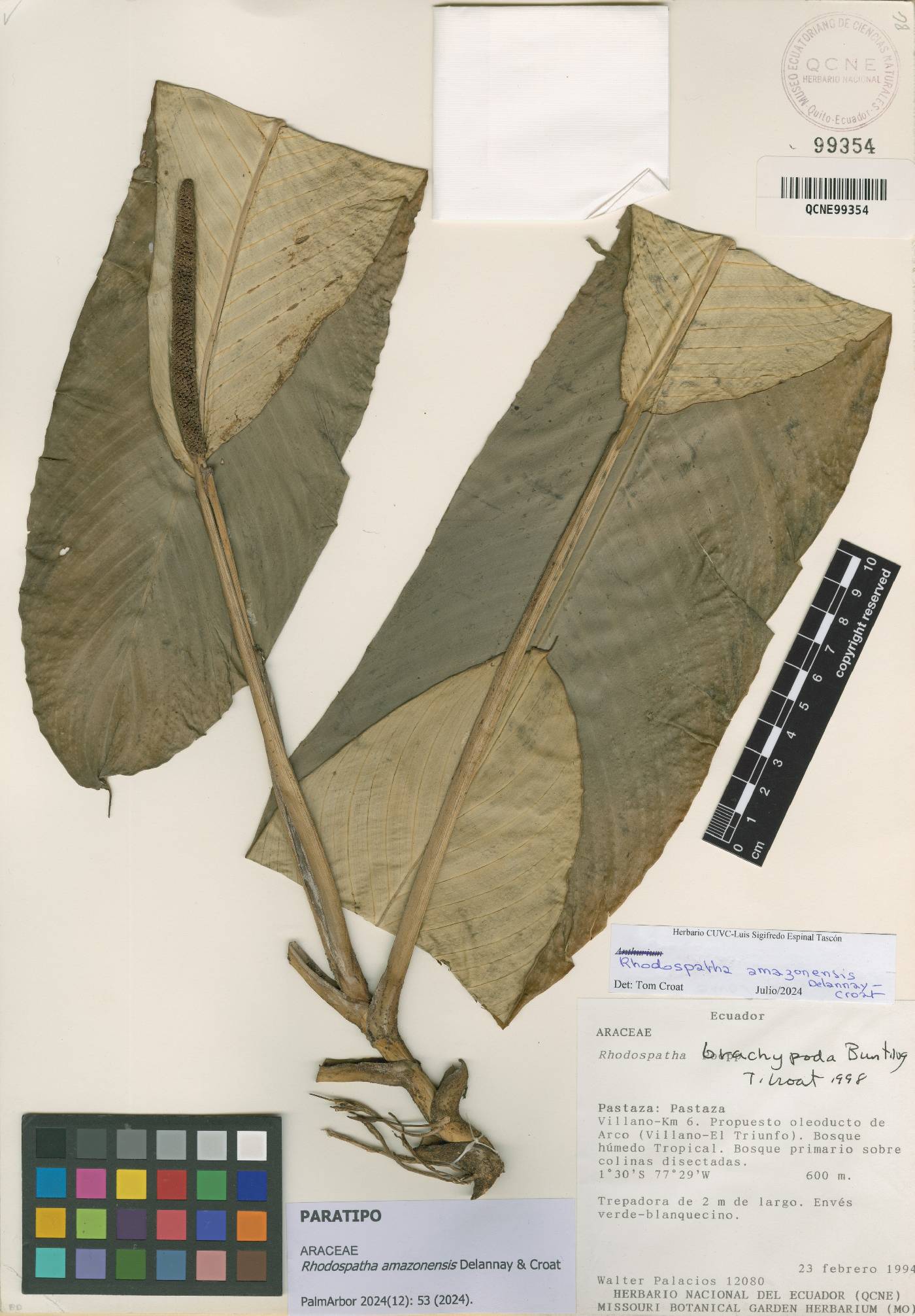 Rhodospatha amazonensis image