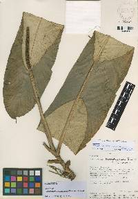 Rhodospatha brachypoda image