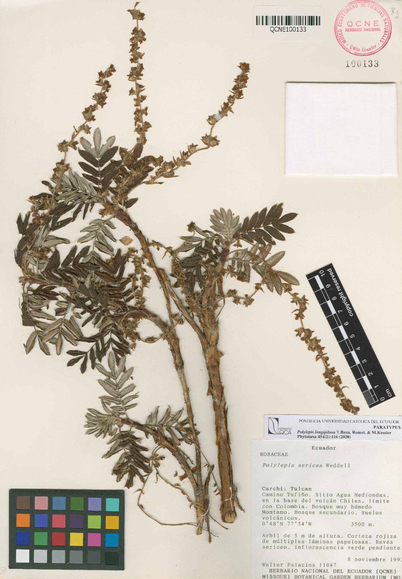 Polylepis longipilosa image