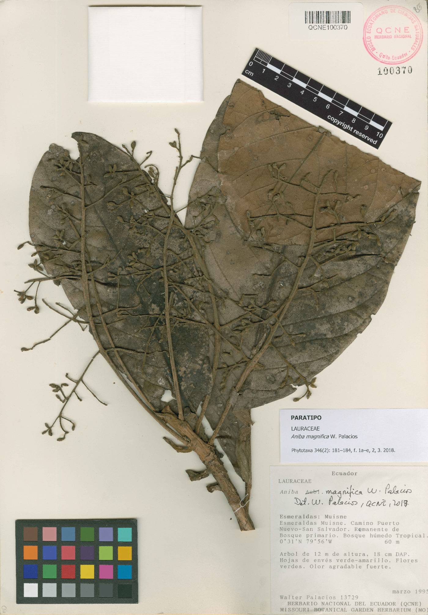 Aniba magnifica image