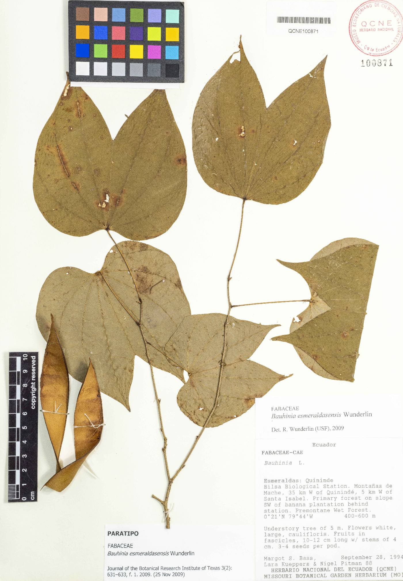 Bauhinia esmeraldasensis image