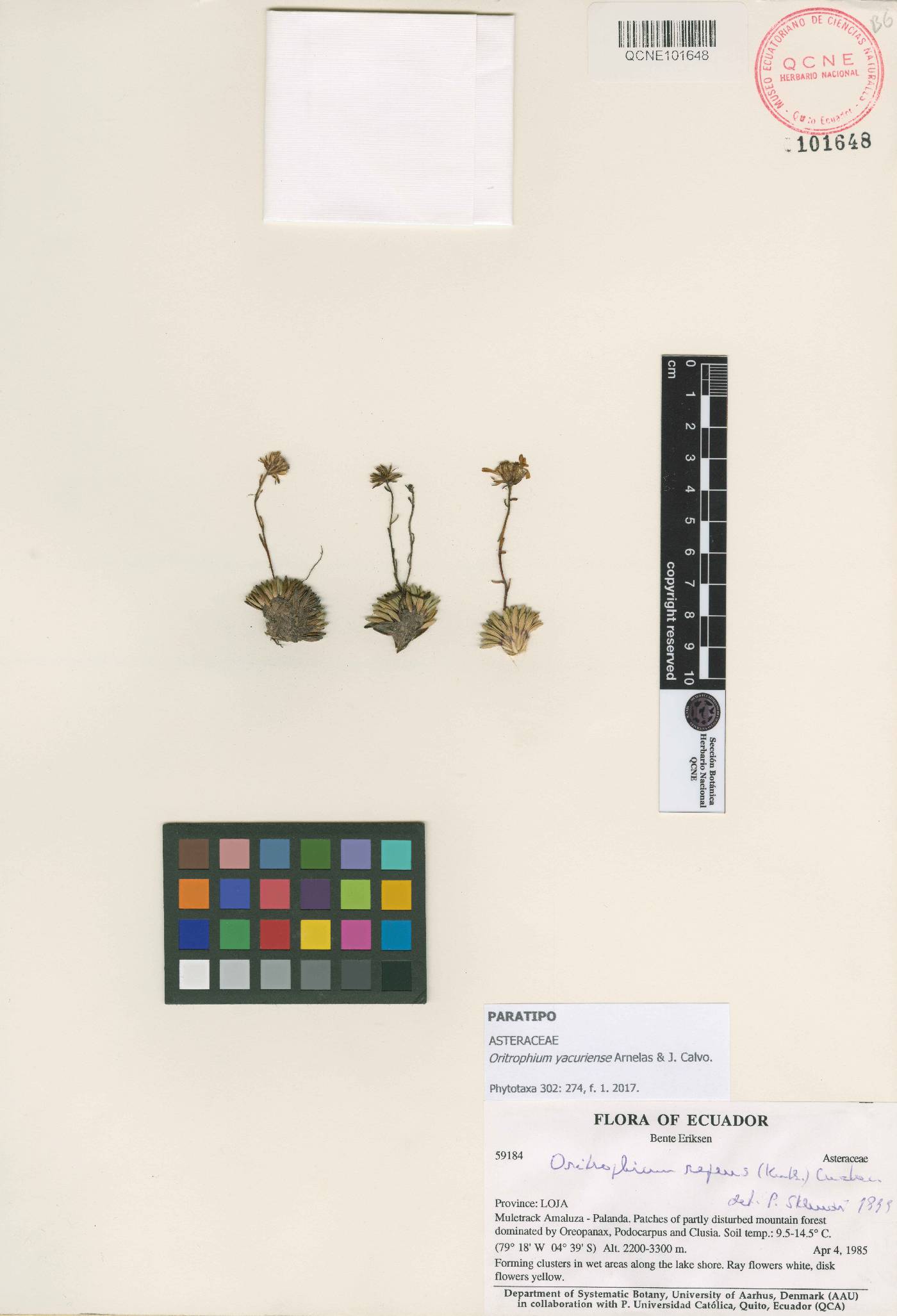 Oritrophium yacuriense image