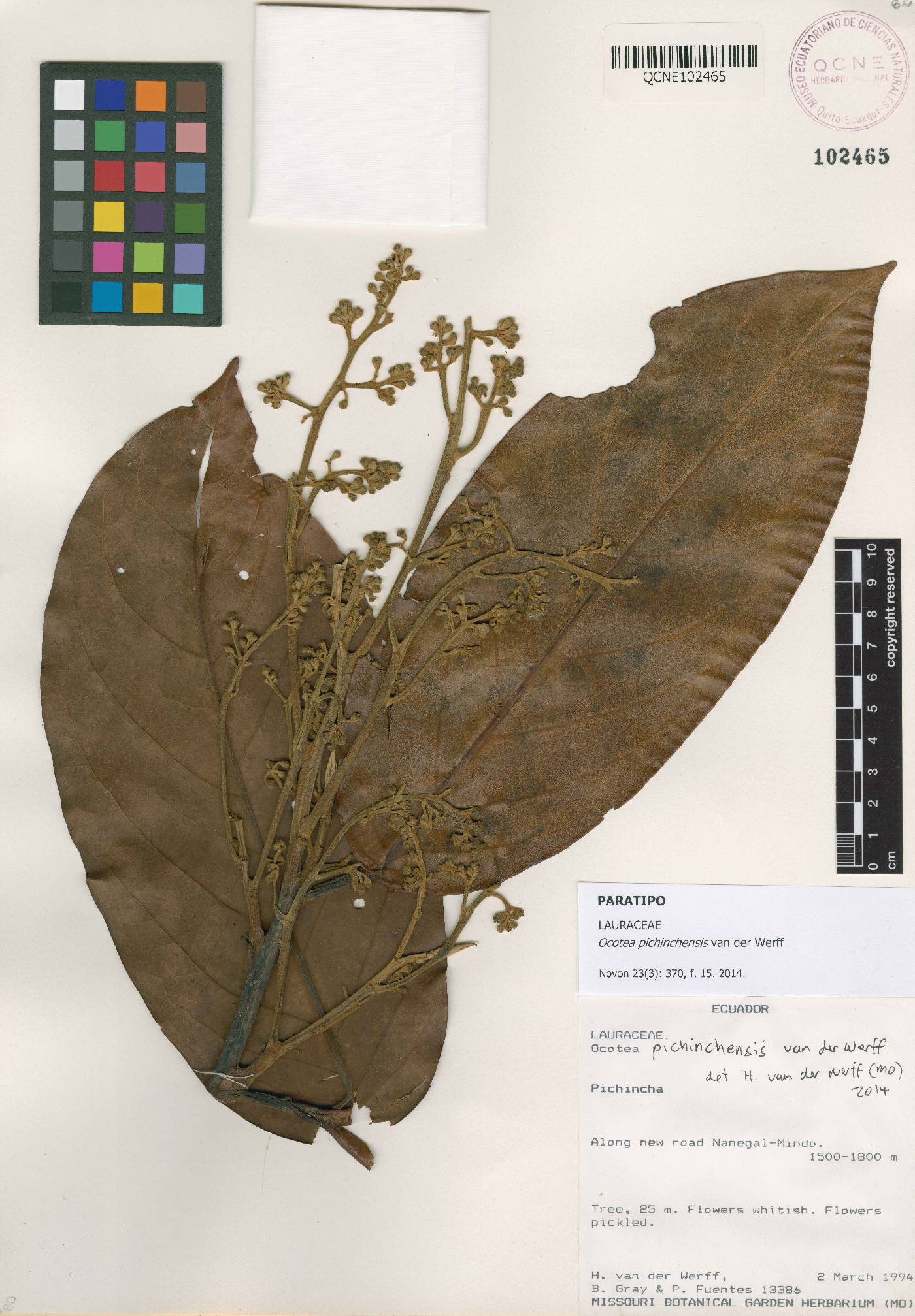 Ocotea pichinchensis image