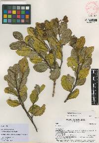 Axinaea quitensis image