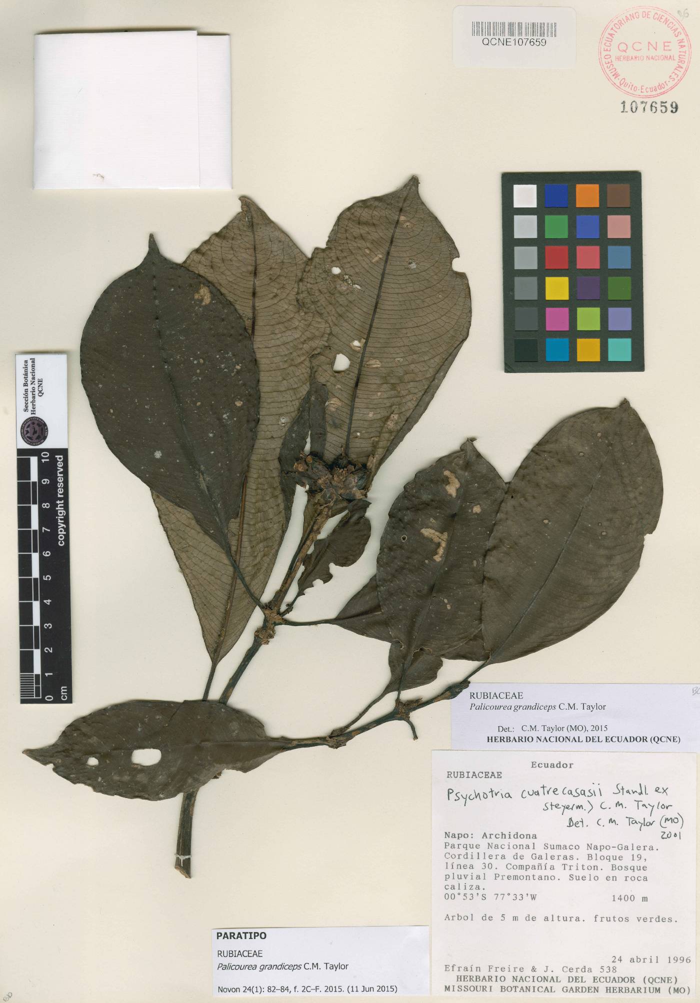 Palicourea grandiceps image