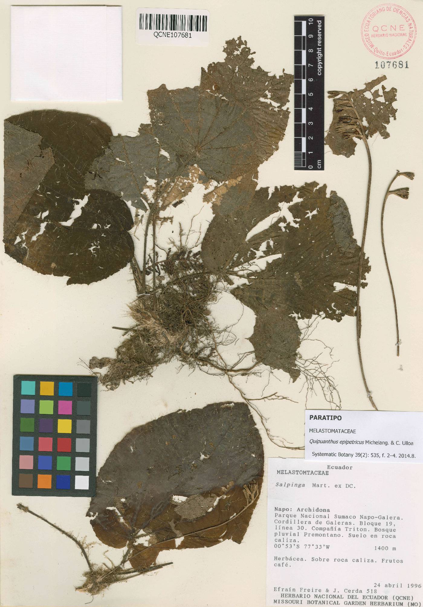 Quipuanthus epipetricus image