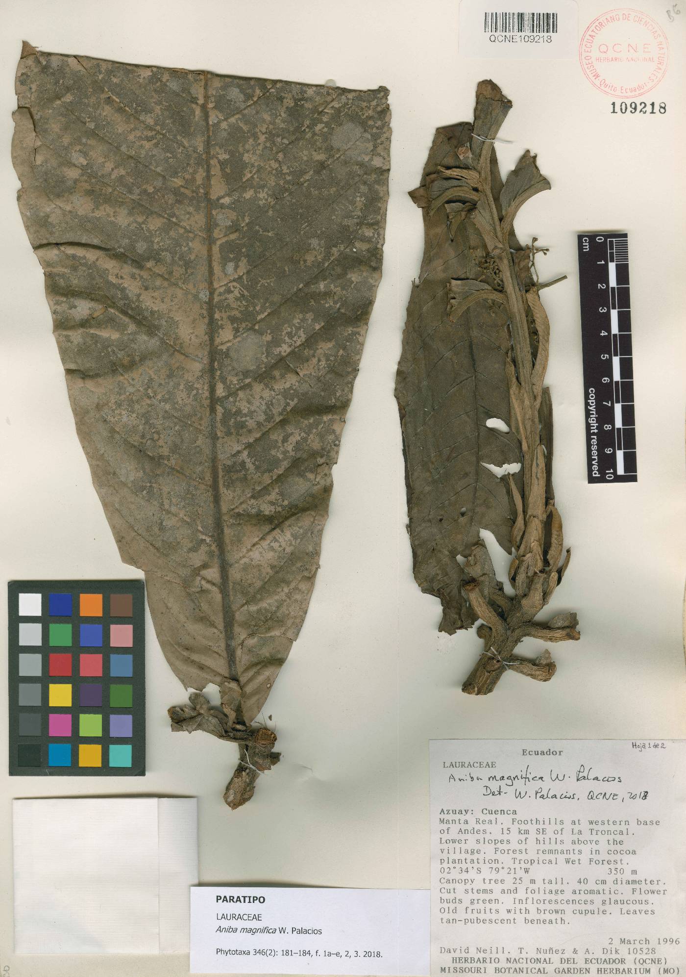 Aniba magnifica image