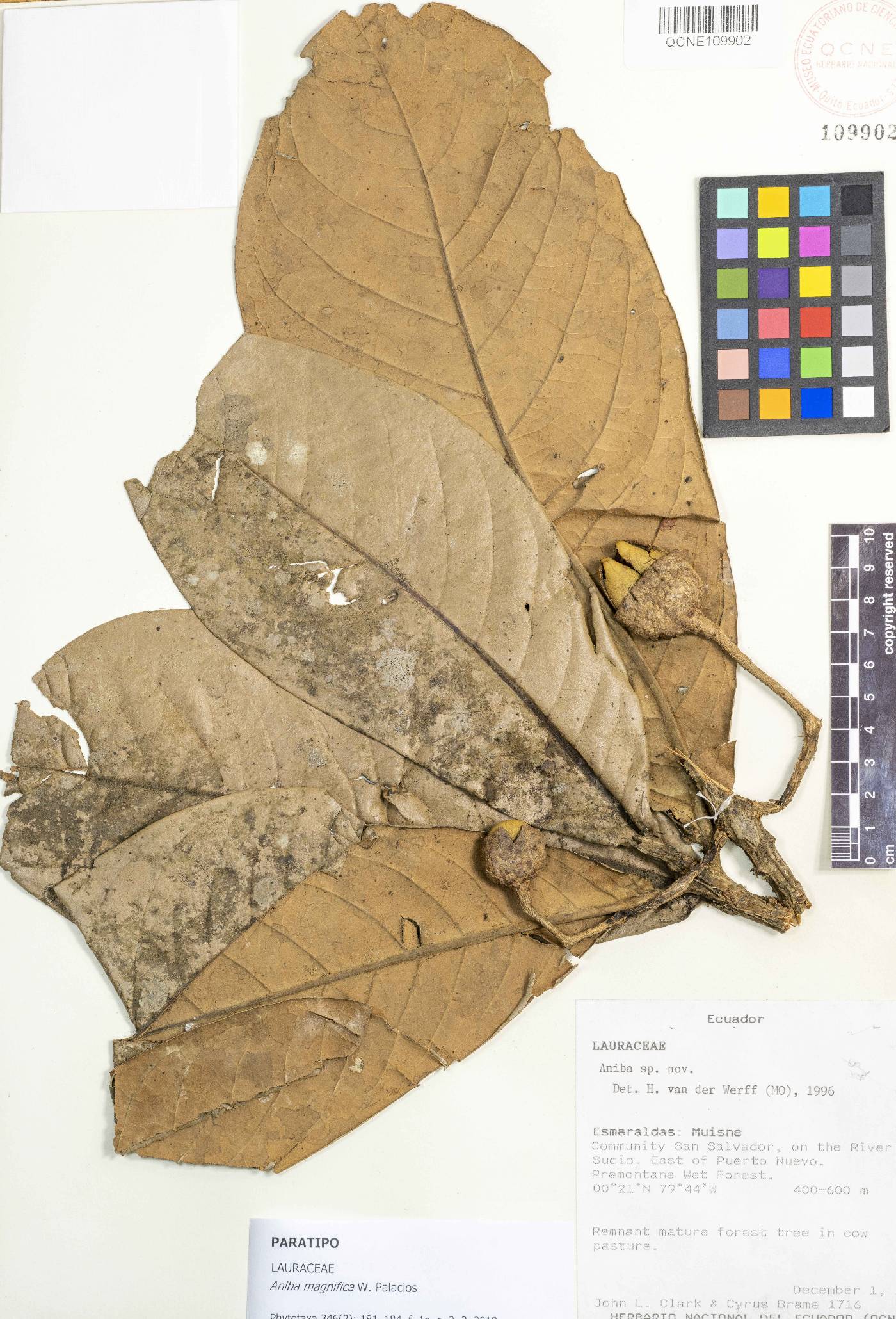 Aniba magnifica image