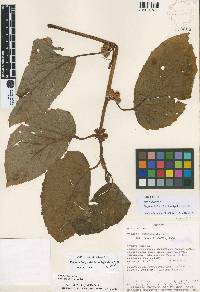 Begonia botryoides image