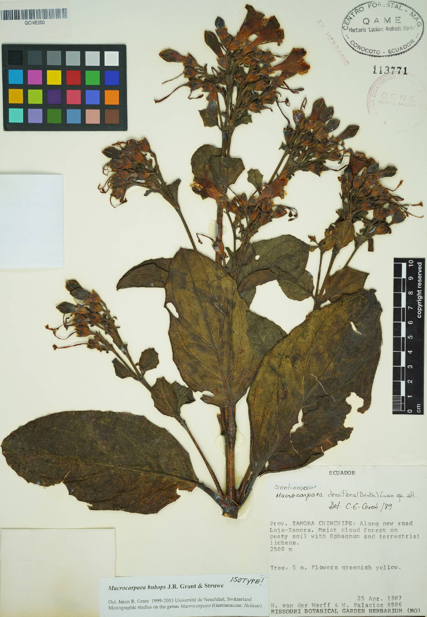 Macrocarpaea bubops image