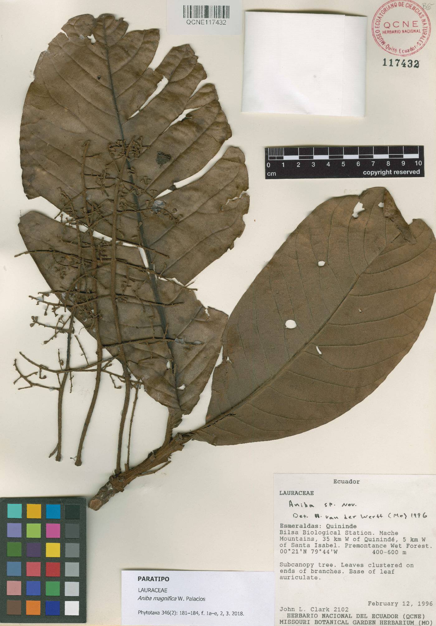 Aniba magnifica image