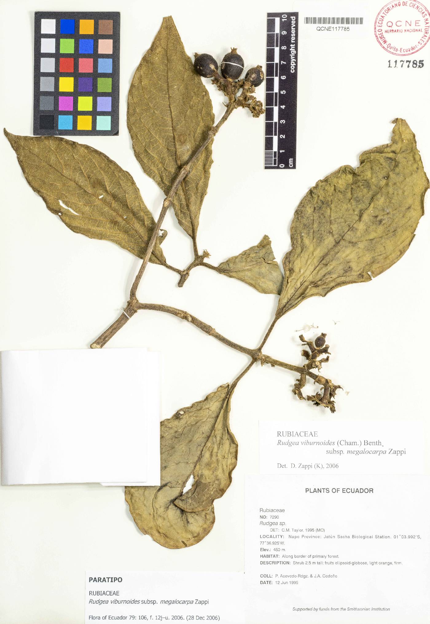 Rudgea viburnoides image