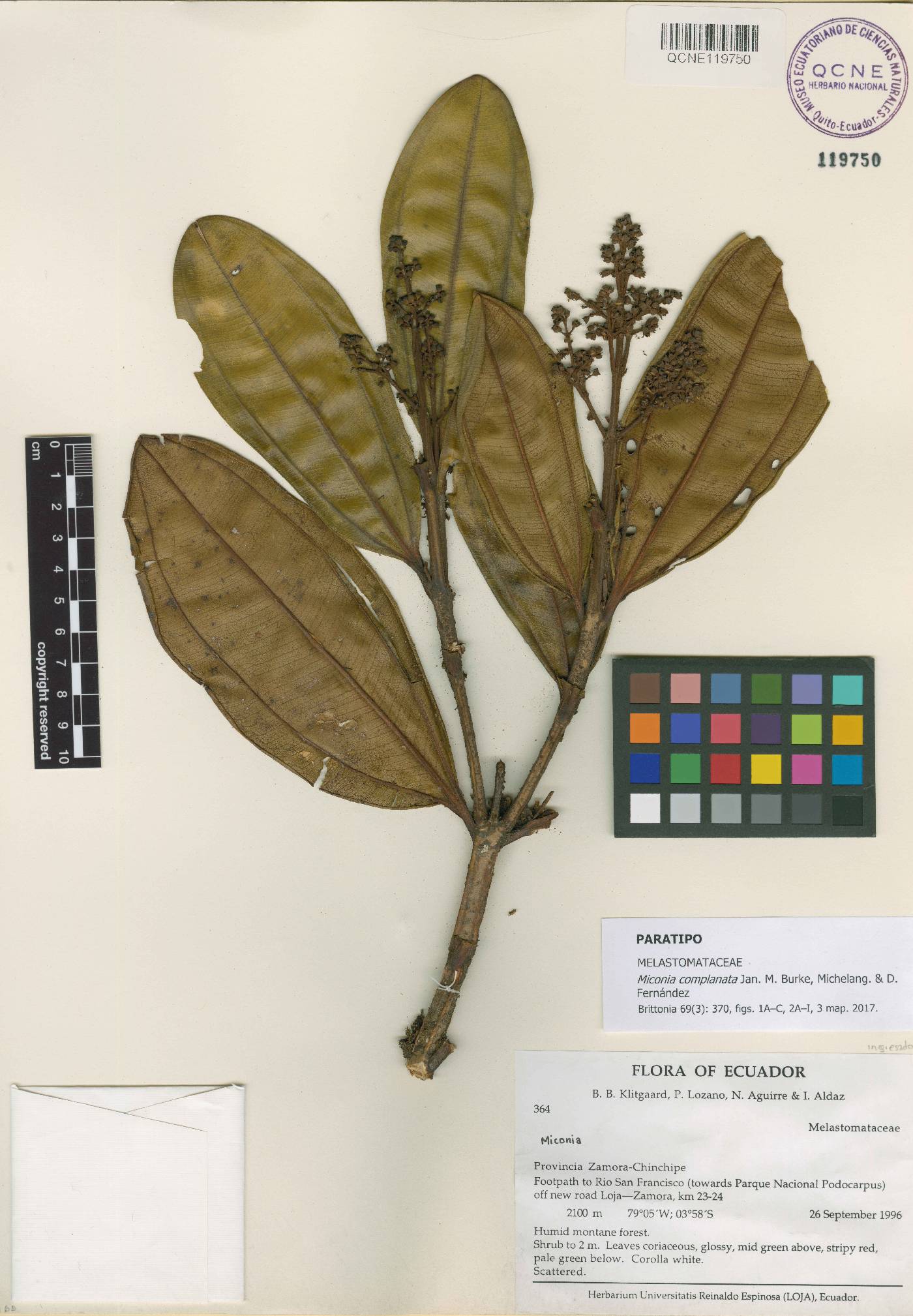 Miconia complanata image